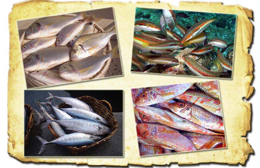 pesci adriatico pescaturismo www.pugliavventura.com