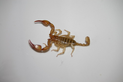 scorpioncino